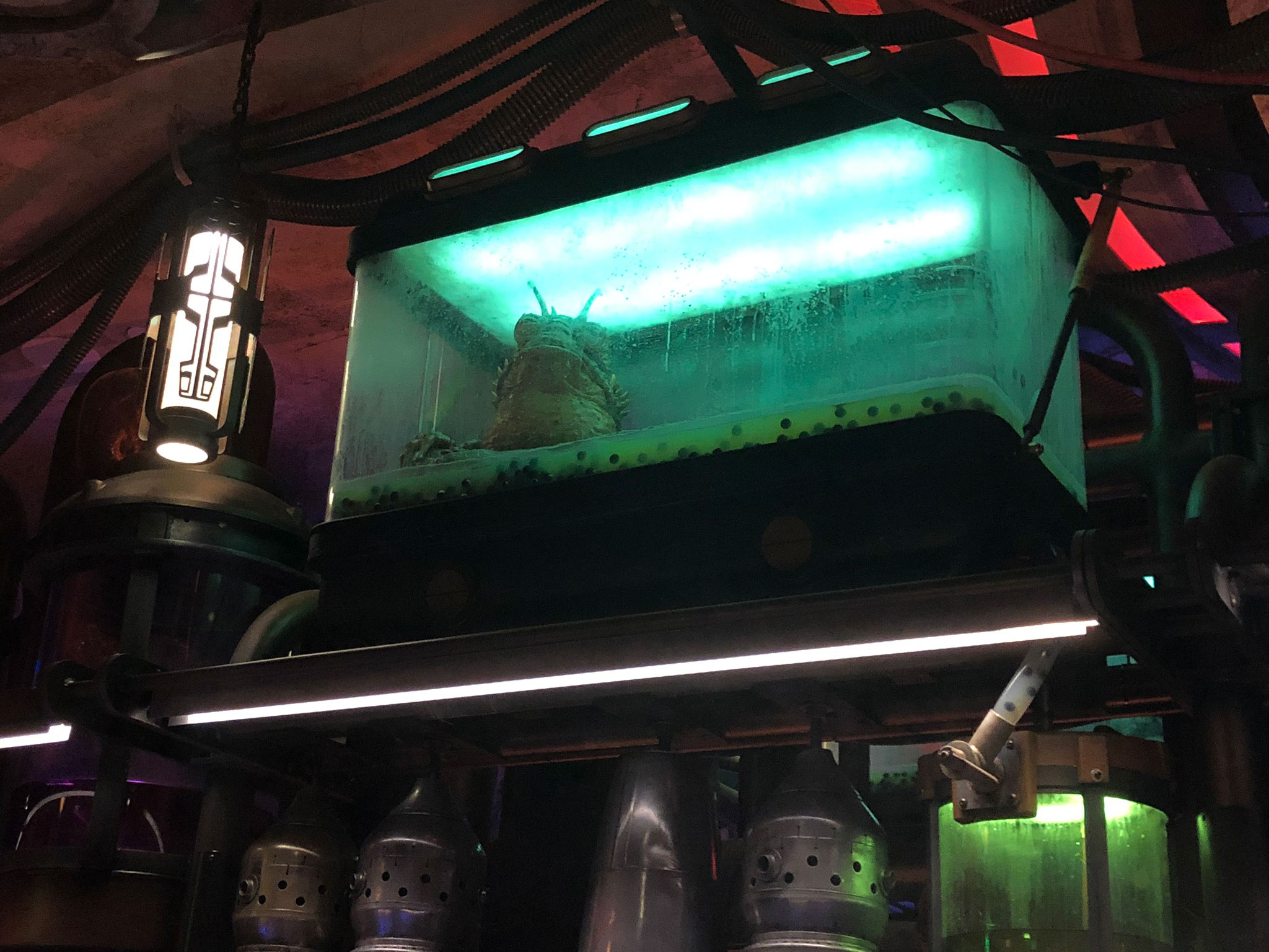 Alien-like creature sitting inside of an aquamarine-lit tank on a shelf at Oga's Cantina inside of Star Wars: Galaxy's Edge at Disney's Hollywood Studios®. Lake Buena Vista, Florida.