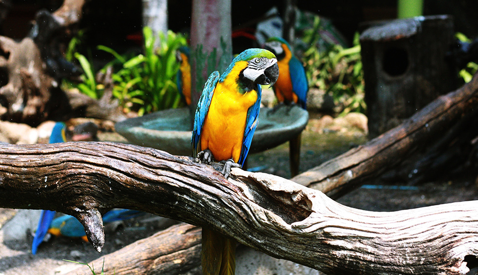 Central FLorida Zoo & Botanical Gardens