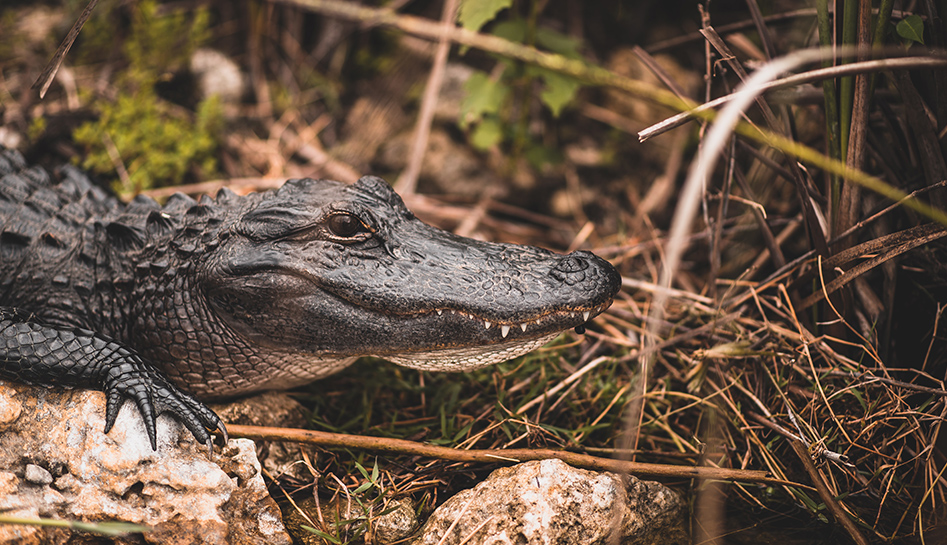 Gatorland