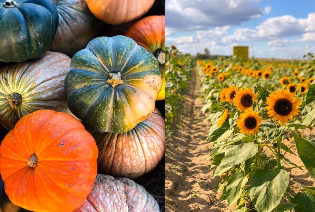 Two photos showcasing fall activities at the Fall at Southern Hill Farms festival (variety of pumpkins on left, sunflowers on right, daytime photo). Clermont, Florida.