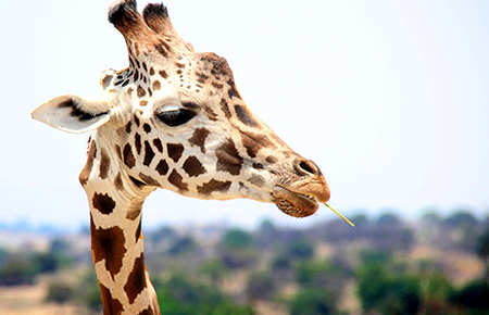 Go on an adventure and feed giraffes at Giraffe Ranch.